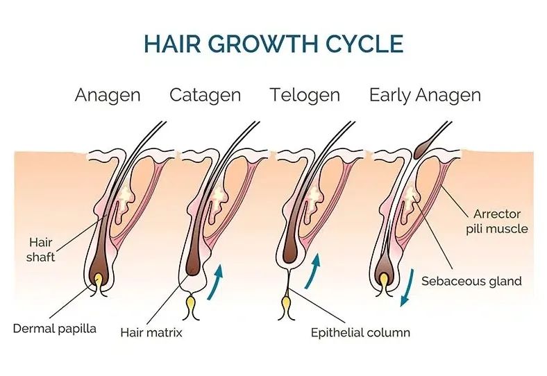 Hair growth cycle picture